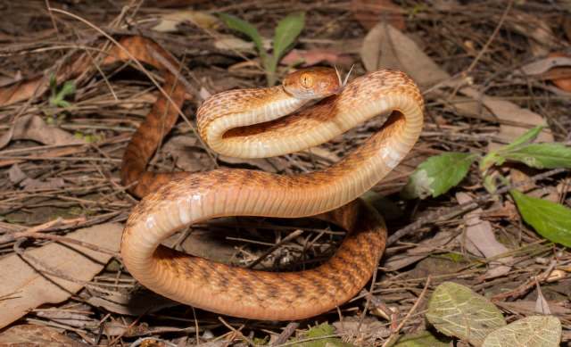 A snake with a patterned, orange-brown body resting among leaves and twigs on the ground.