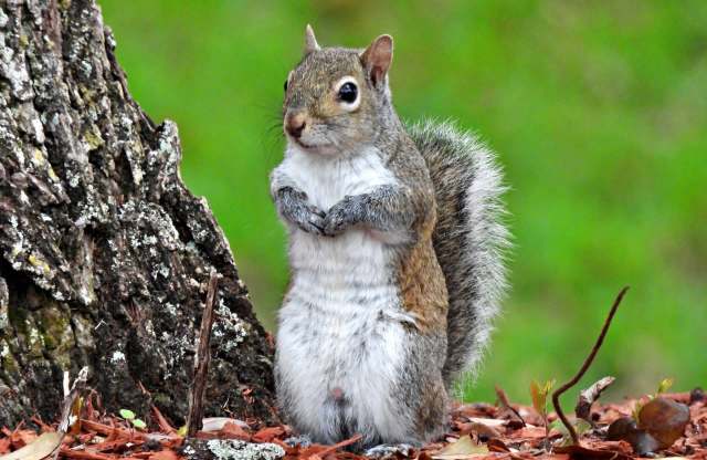 A squirrel.