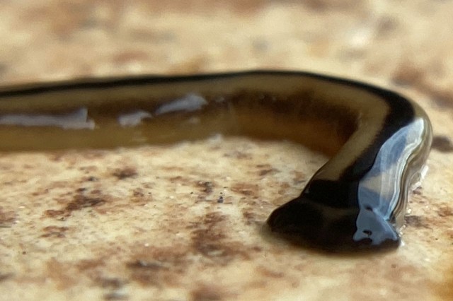 A hammerhead flatworm.