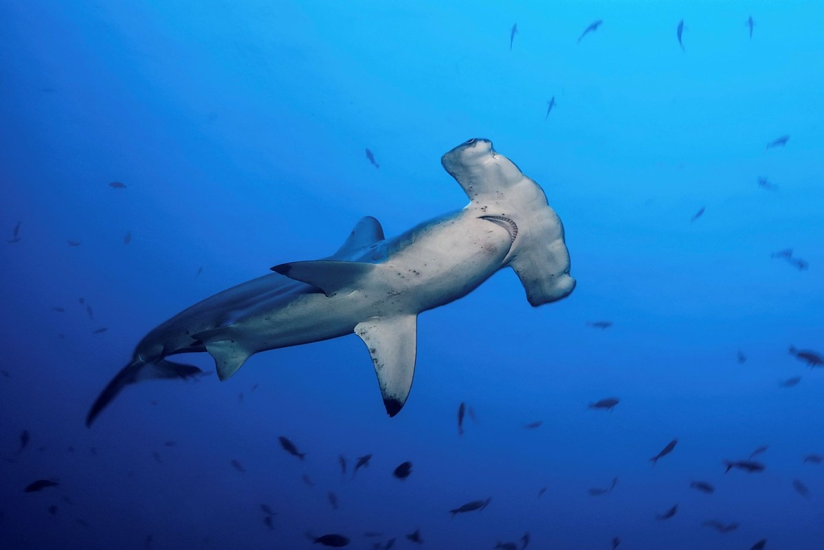 A hammerhead shark near a school of fish.