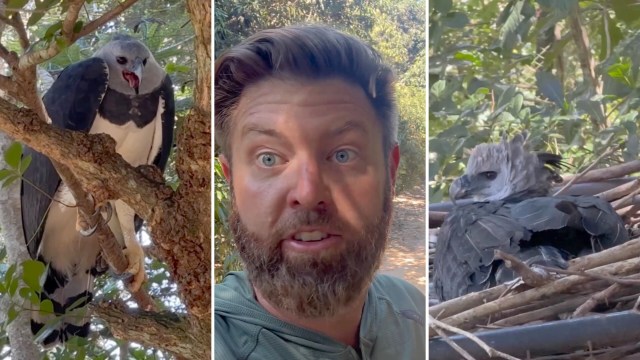 A male harpy eagle perched on a tree branch, a man speaking excitedly, and a female harpy eagle resting in its nest.