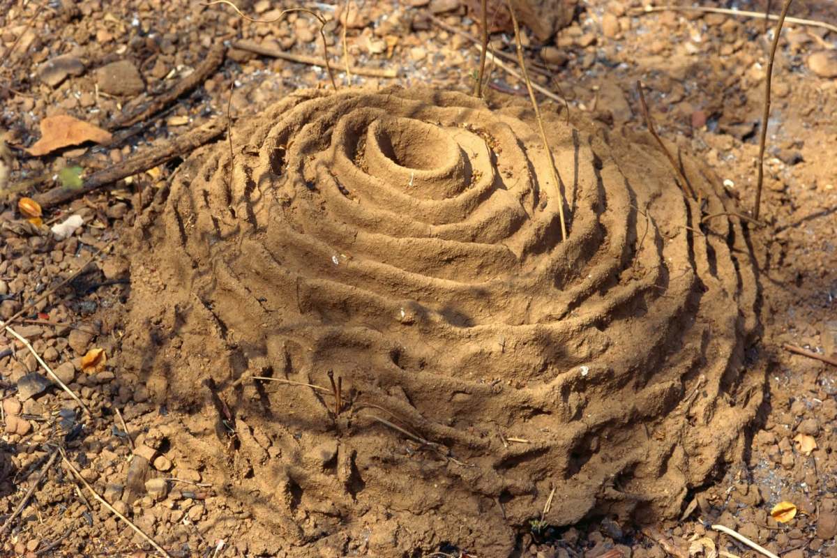 A hill created by harvester ants.