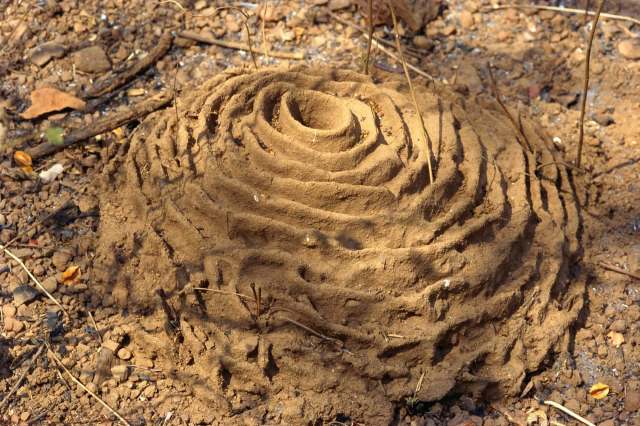 A hill created by harvester ants.