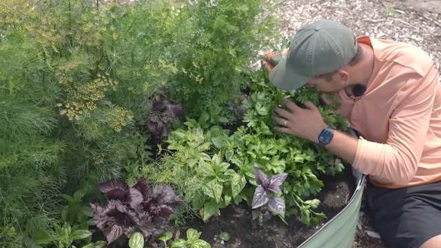 A person smelling herbs in a garden.