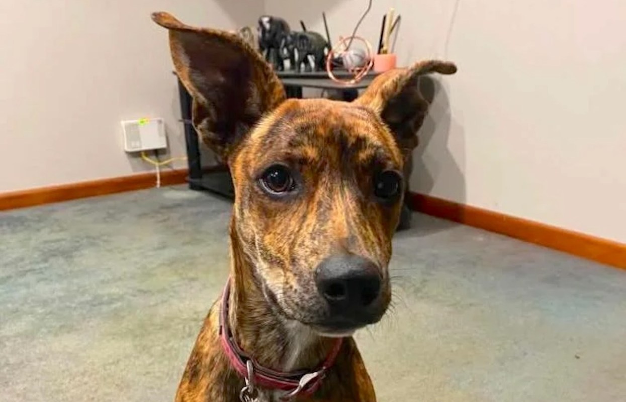 A close-up of a brindle dog with alert ears sitting in a cozy room.