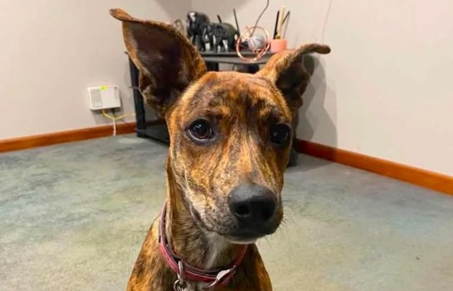 A close-up of a brindle dog with alert ears sitting in a cozy room.