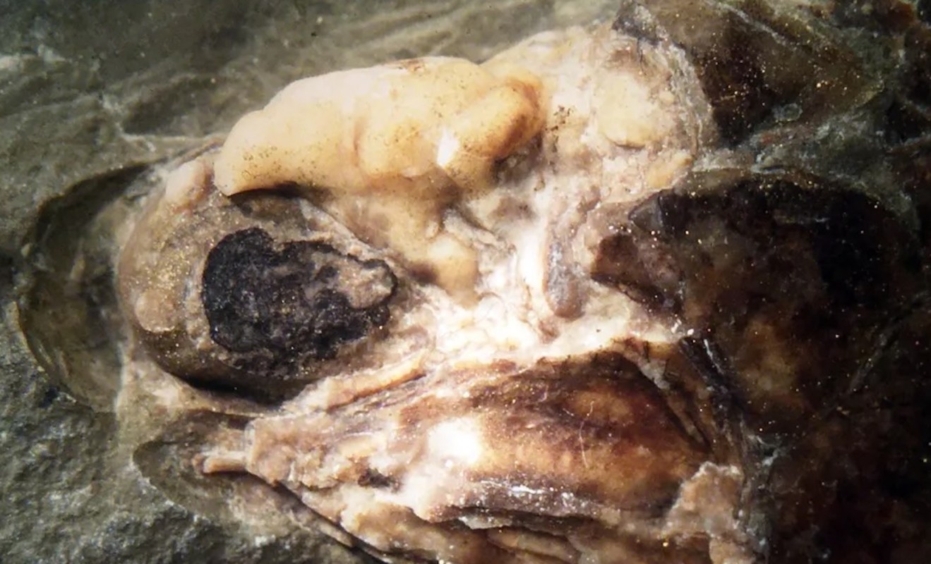 A fish fossil showcasing an eyeball and the braincase.