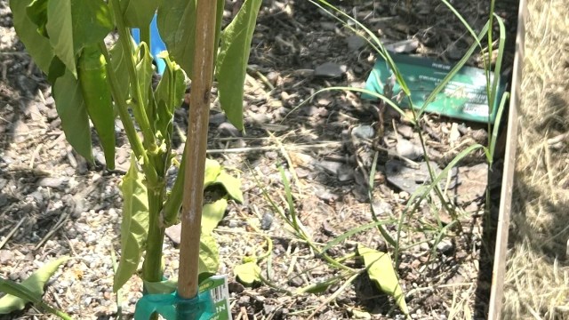 A young pepper plant secured with a stake.