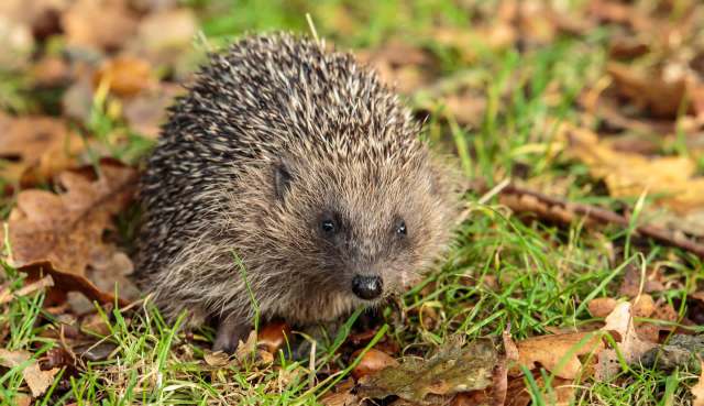 A close-up of a hedgehog amid fallen leaves and grass in a natural setting.