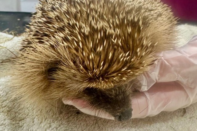 A close-up of a hedgehog being gently held in a gloved hand, showcasing its spiky fur and snout.