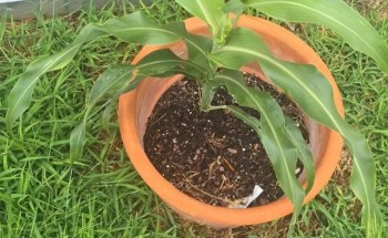 A green plant growing in a terracotta pot, surrounded by grass.