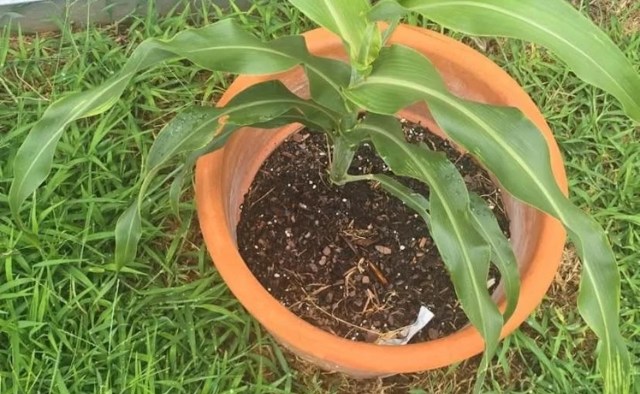 A green plant growing in a terracotta pot, surrounded by grass.