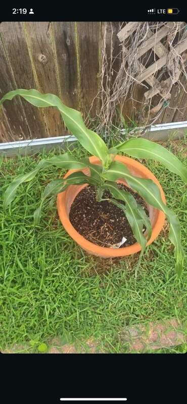 A potted plant with large green leaves.