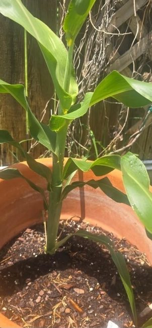 A close-up of the plant's stalk.
