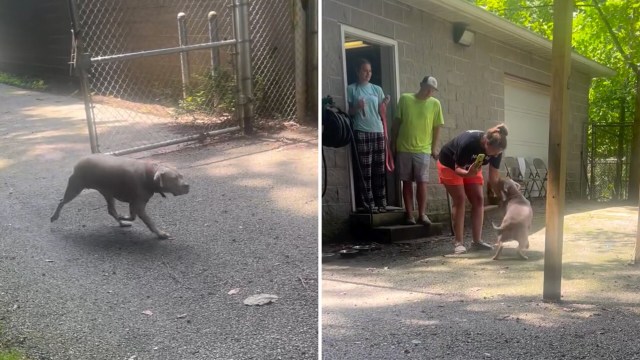 A playful gray dog frolics outside while two people stand on steps, and another interacts with the dog nearby.