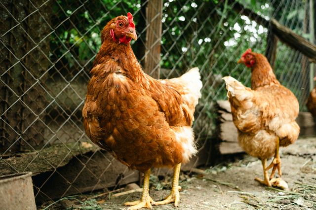A close-up of two brown chickens standing in an outdoor pen with a wooden fence in the background.