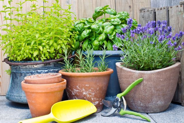 Potted herbs and flowers next to gardening tools.
