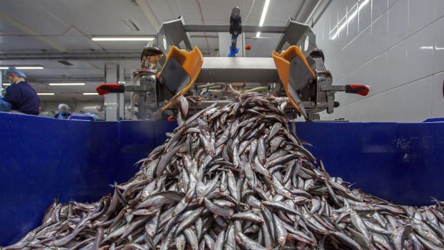 Herring being processed into a bin at a factory.