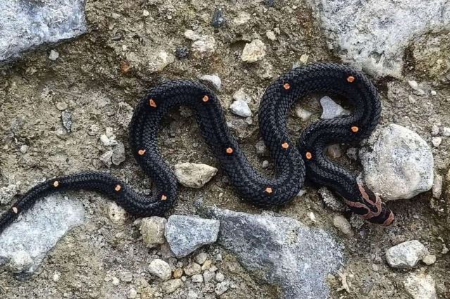 A black snake with orange spots slithering over rocky, earthy terrain.