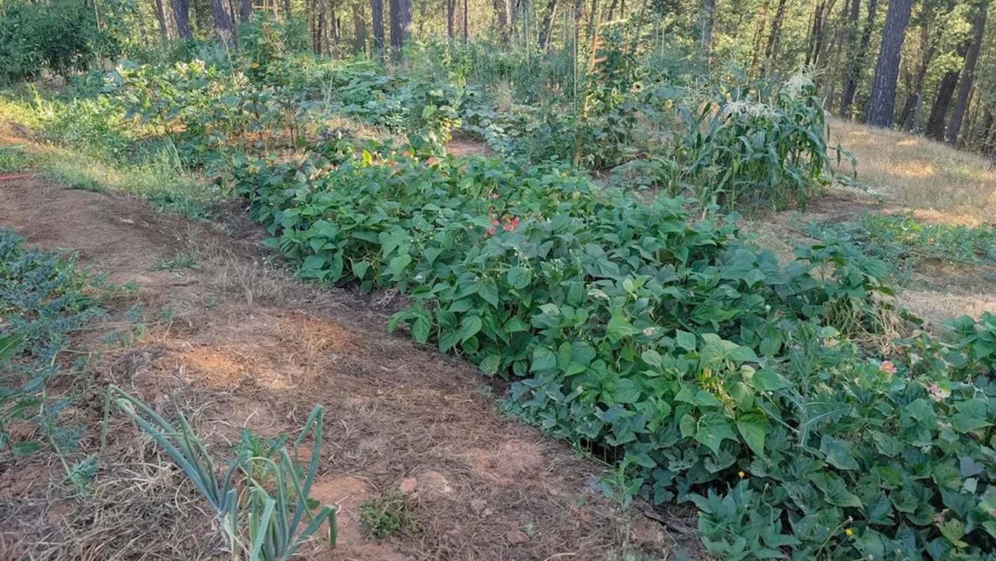 A garden with various plants, including rows of green beans, corn, and other vegetables, surrounded by trees.