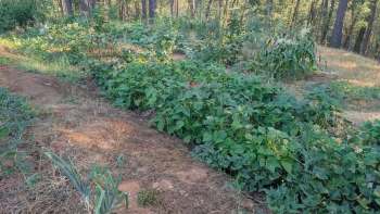 A garden with various plants, including rows of green beans, corn, and other vegetables, surrounded by trees.
