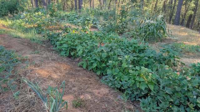 A garden with various plants, including rows of green beans, corn, and other vegetables, surrounded by trees.