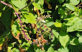 A cluster of ripe blackberries surrounded by green leaves and budding fruit.