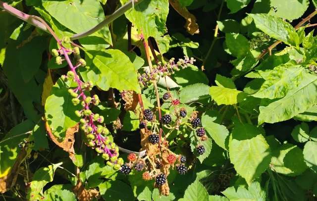 A cluster of ripe blackberries surrounded by green leaves and budding fruit.
