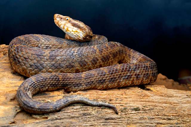 A coiled snake with a textured, brownish body resting on a wooden log against a dark background.