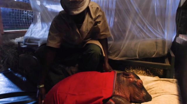 A caretaker gently tends to a resting baby hippopotamus covered with a red blanket in a cozy environment.