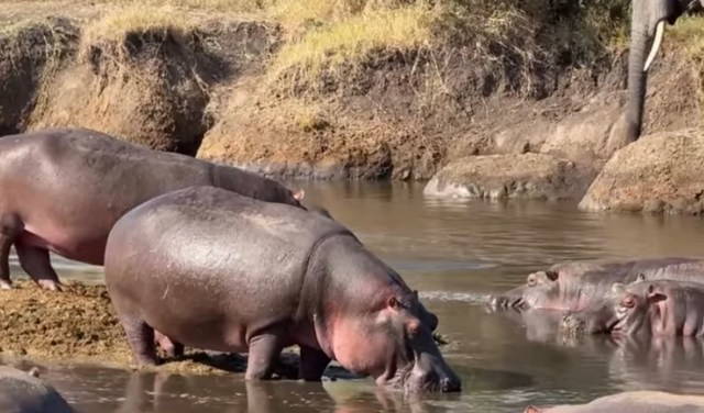 A group of hippos lounging by a shallow river with a rocky bank and dry grass in the background.