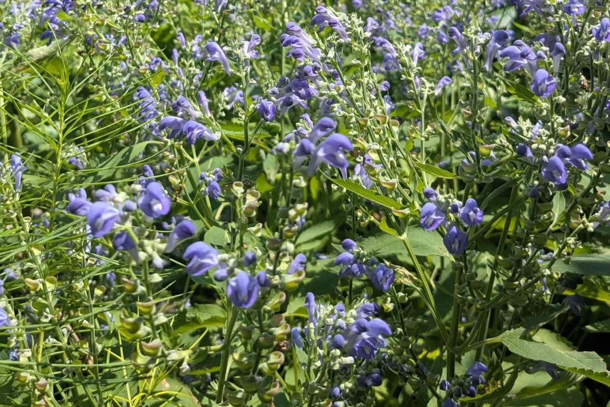 Hoary skullcap growing in a garden.