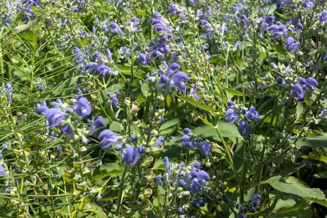 Hoary skullcap growing in a garden.
