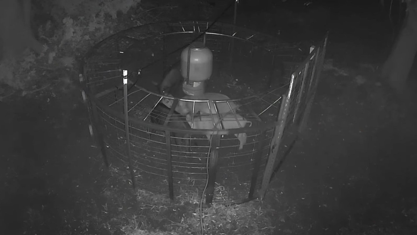 Wild hogs trapped in a cage.