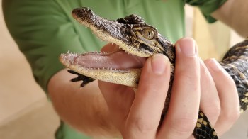 A person holding a small alligator.