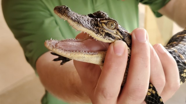 A person holding a small alligator.
