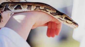 A snake resting on a person's hand.