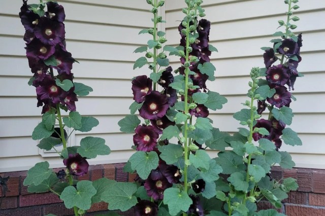 Tall stalks of purple hollyhocks with green leaves.