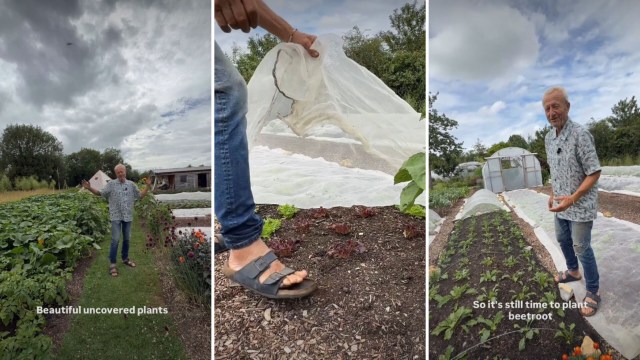 A gardener reveals uncovered plants in a green garden, discussing planting beetroot among rows.