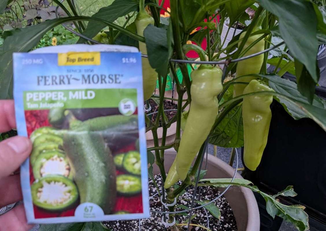 A person holding a seed packet labeled 'Pepper, Mild' in front of a jalapeño pepper plant with green peppers.