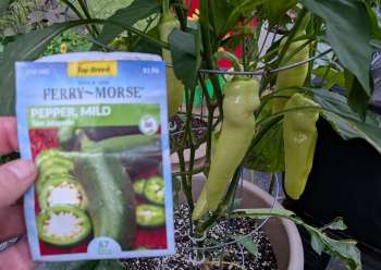 A person holding a seed packet labeled 'Pepper, Mild' in front of a jalapeño pepper plant with green peppers.