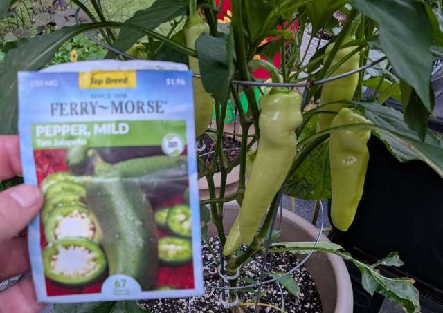 A person holding a seed packet labeled 'Pepper, Mild' in front of a jalapeño pepper plant with green peppers.