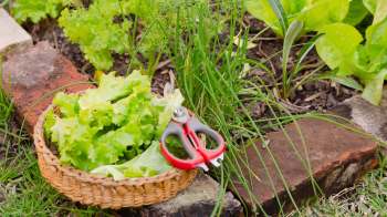 A basket of fresh green lettuce beside gardening shears in a vibrant home vegetable garden.