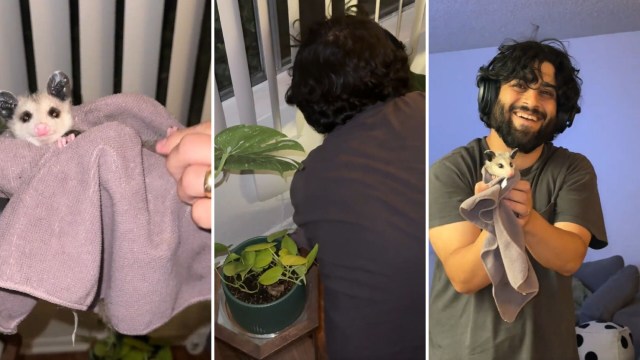 A person holds a wrapped possum while another leans to tend to a plant indoors.