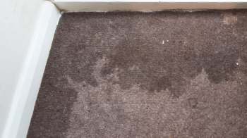 A damp patch and discoloration on a brown carpet near a white wall.