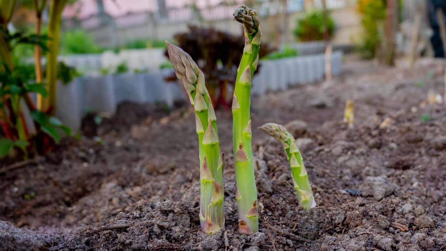Fresh asparagus spears emerging from rich brown soil in a garden setting.
