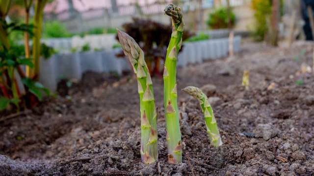 Fresh asparagus spears emerging from rich brown soil in a garden setting.