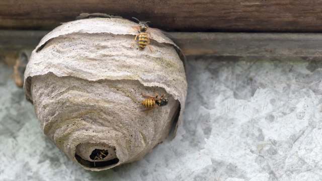 Two wasps crawling on a paper wasp nest.