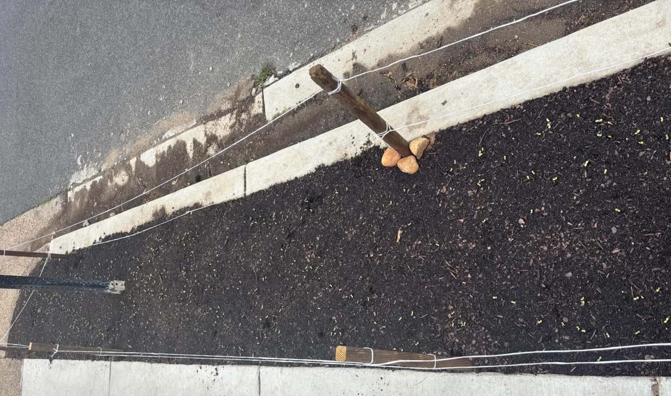 A garden bed with small green seedlings, marked by wooden stakes and string along a concrete edge of a sidewalk.