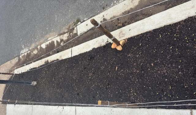 A garden bed with small green seedlings, marked by wooden stakes and string along a concrete edge of a sidewalk.